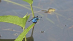 Rhyothemis resplendens