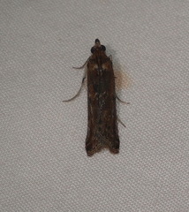 Ephestiopsis oenobarella