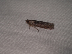 Ephestiopsis oenobarella