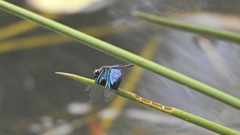 Rhyothemis resplendens