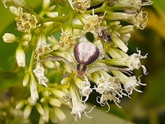 Ebrechtella pseudovatia