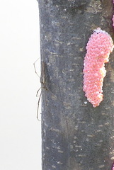 Tetragnatha mandibulata