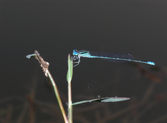 Pseudagrion australasiae