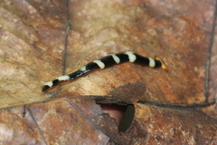 Diversibipalium rauchi