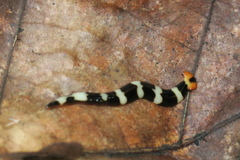 Diversibipalium rauchi