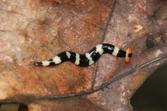 Diversibipalium rauchi