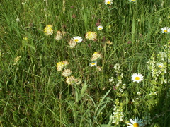 Anthyllis vulneraria polyphylla