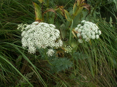 Selinum carvifolia