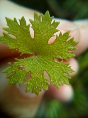 Hydrocotyle dissecta