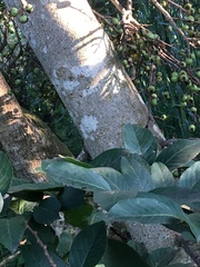 Ficus sur