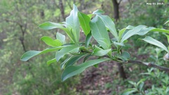 Salix gracilistyla