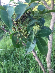 Searsia chirindensis