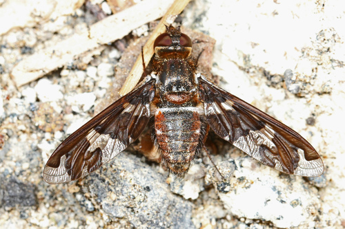 Dorcadion Bee Fly photo 3