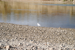 Larus delawarensis