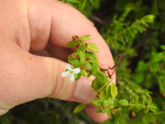 Chaenostoma integrifolium