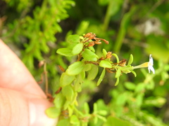 Chaenostoma integrifolium