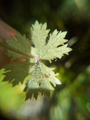 Hydrocotyle dissecta