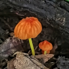 Marasmius berteroi