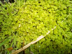 Hydrocotyle dissecta