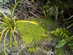 Hydrocotyle dissecta