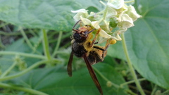 Vespa velutina nigrithorax