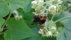 Vespa velutina nigrithorax