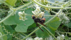 Vespa velutina nigrithorax