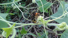 Vespa velutina nigrithorax