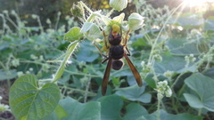 Vespa velutina nigrithorax