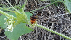 Vespa velutina nigrithorax