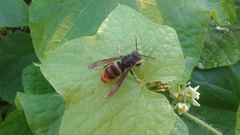 Vespa velutina nigrithorax