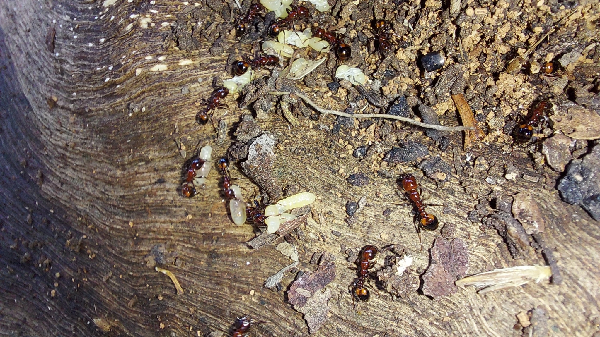 Chelaner rubriceps