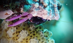 Calcinus haigae
