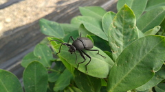 Plesiophthalmus davidis