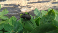 Plesiophthalmus davidis