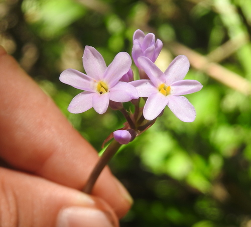 Image of Tulbaghia maritima by (c) Matthew Fainman, some rights reserved (CC BY)