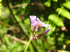 Tulbaghia maritima