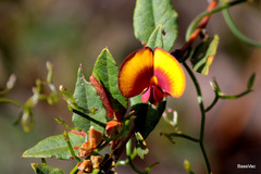 Bossiaea ornata