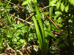 Tulbaghia maritima