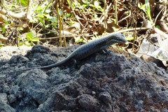 Trachylepis comorensis