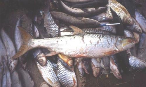 Giant salmon carp