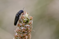 Agriotes gallicus