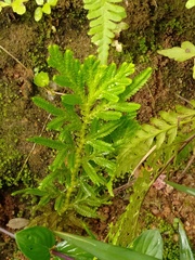 Selaginella delicatula