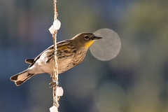 Setophaga coronata