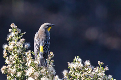 Setophaga coronata