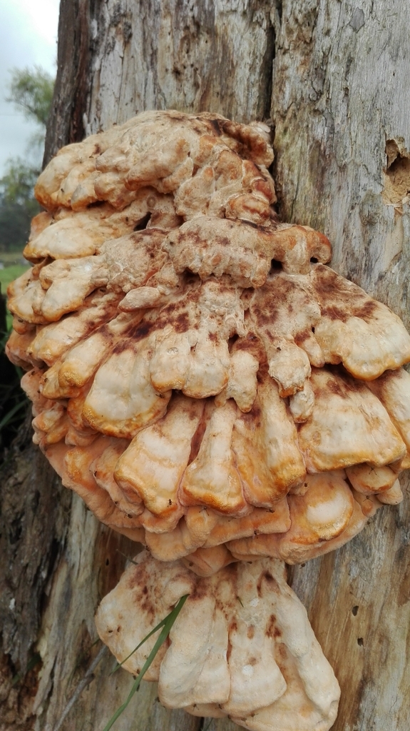 Laetiporus sulphureus · September 2017 · photo: © evaliliana (iNaturalist, CC)