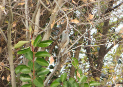 Hypsipetes amaurotis