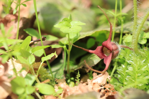 British Columbia Wild Ginger