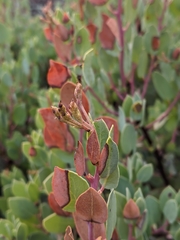 Arctostaphylos viscida pulchella