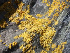 Dufourea